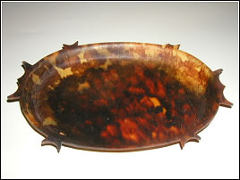 Shell of the Hawksbill Sea Turtle (Courtesy Wikipedia)