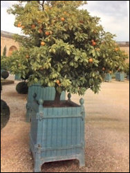 Orangeries, Versailles Gardens (wiki)