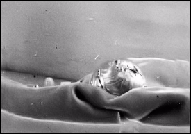 Nécessaire Egg in a 1949 Photograph (Courtesy Wartski)