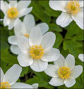 nl2025fallandwinter5